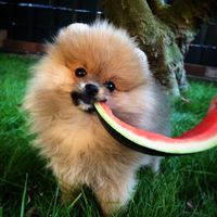 Louis erste Wassermelone